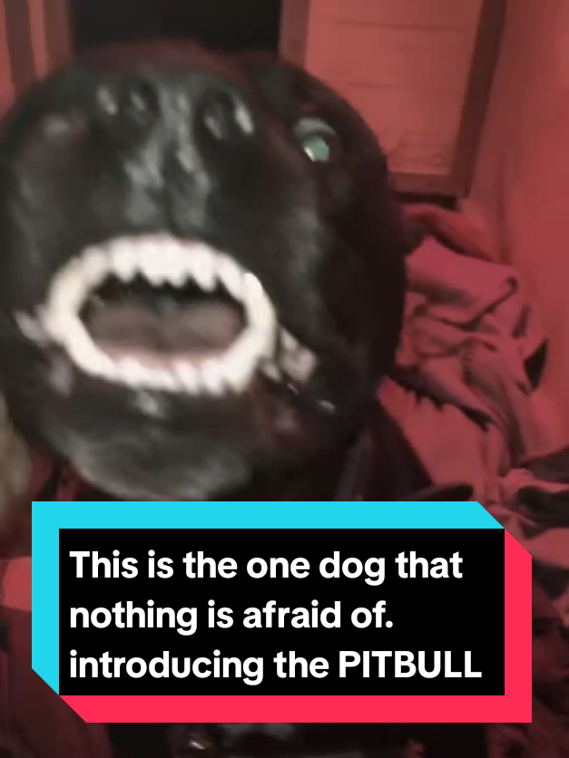 @The pet post