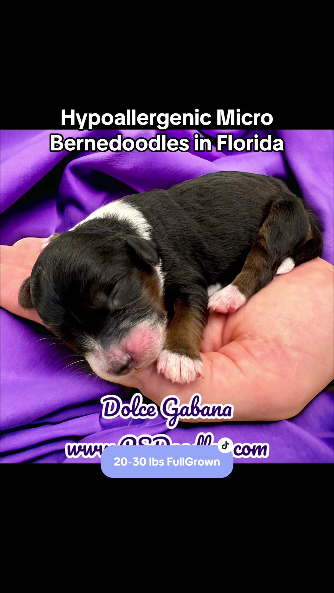 @Peachstones Bernedoodles