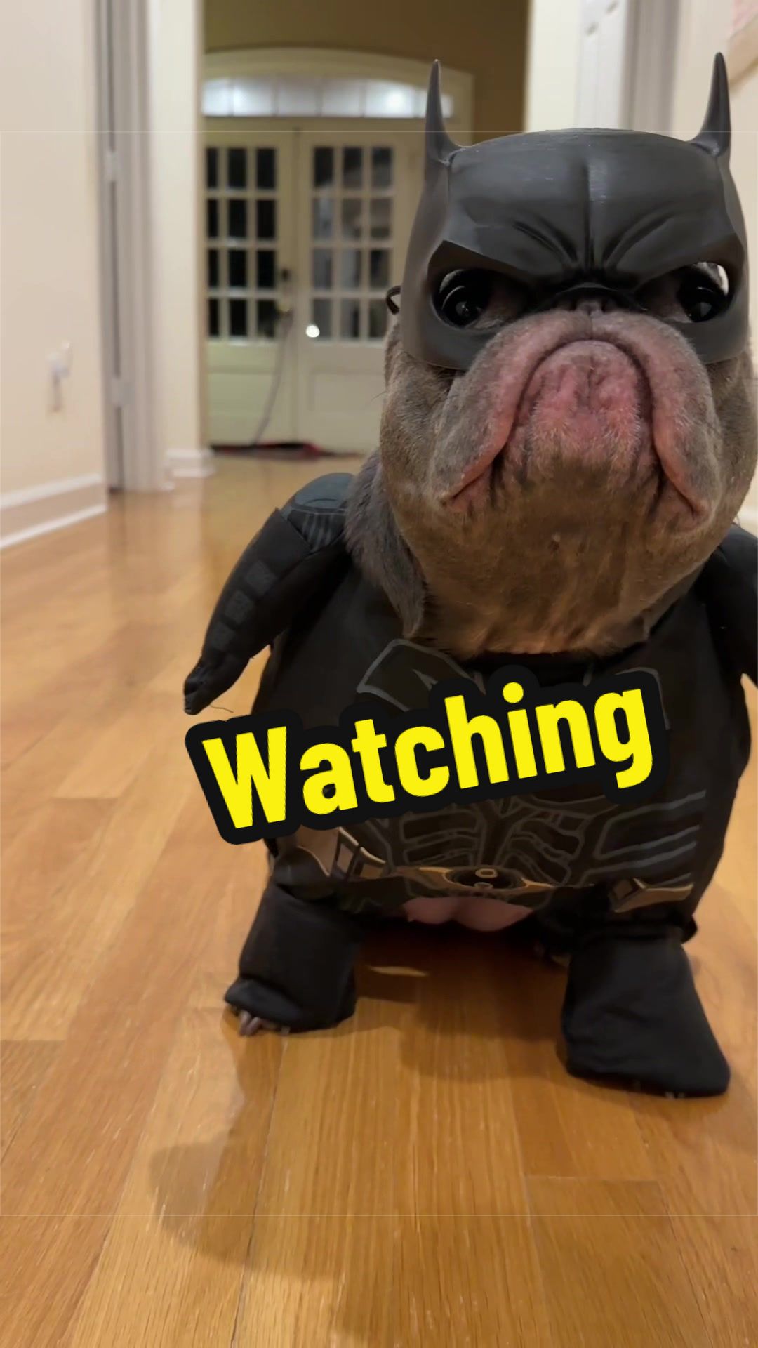 @Lazy Frenchie Daisy 💜