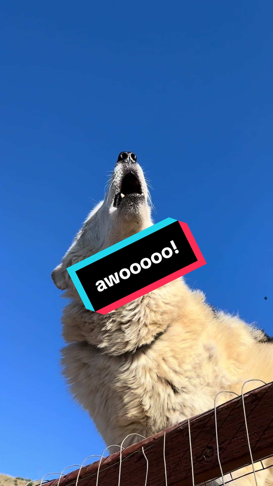 @ApexWolves