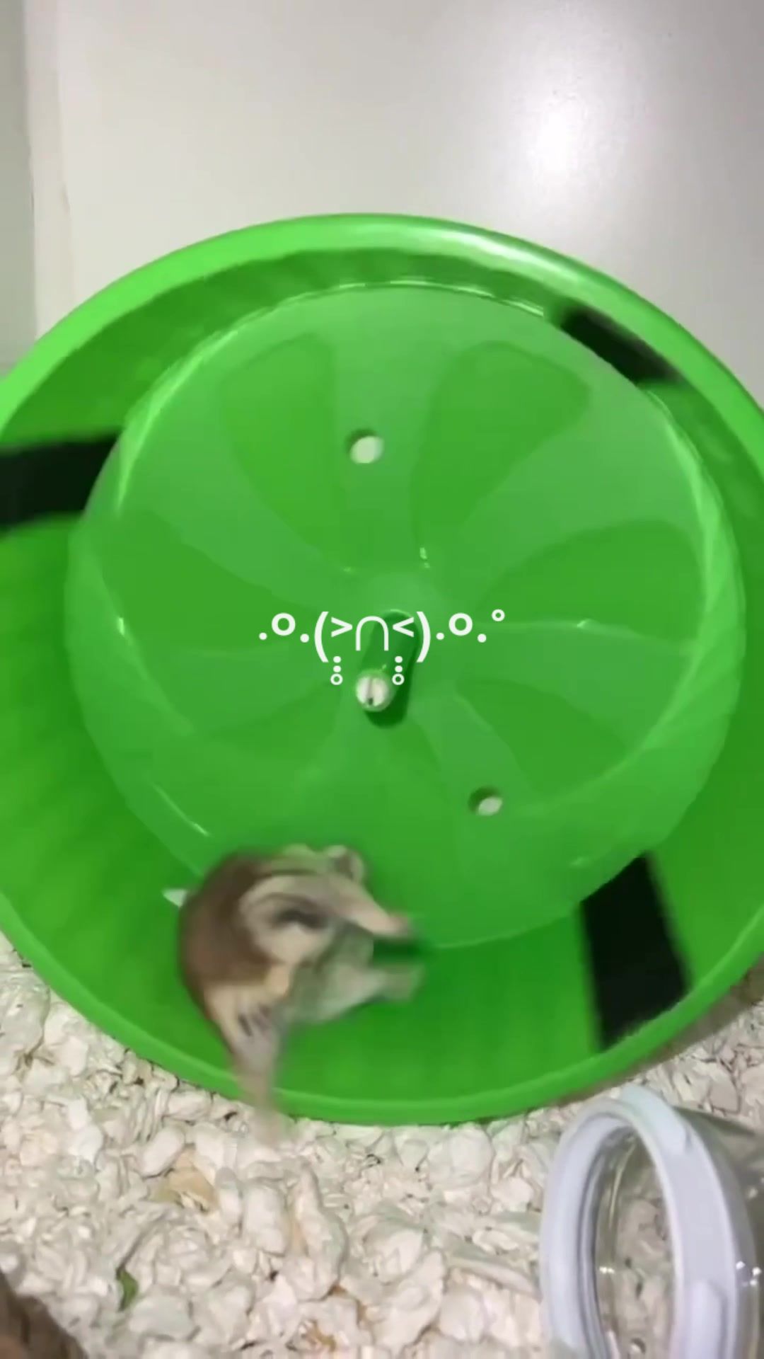 @playboyraccoon