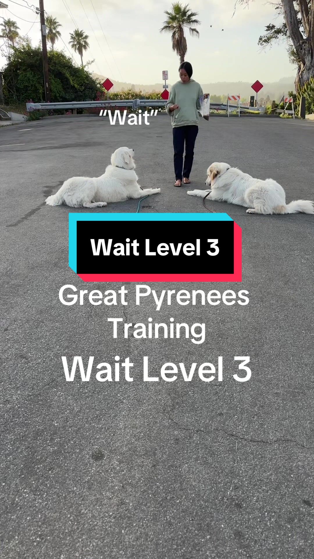 @PyreneesDogs