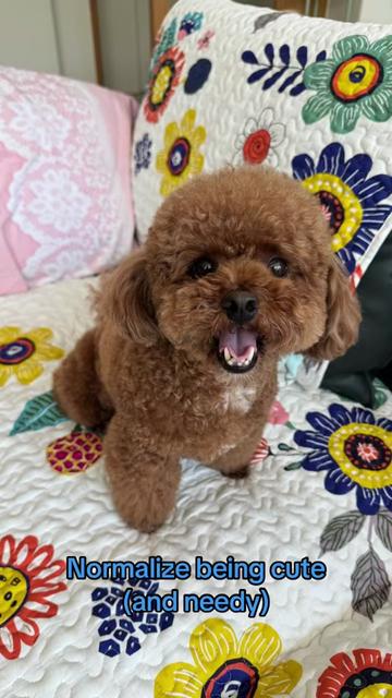 @Gizmo🧸