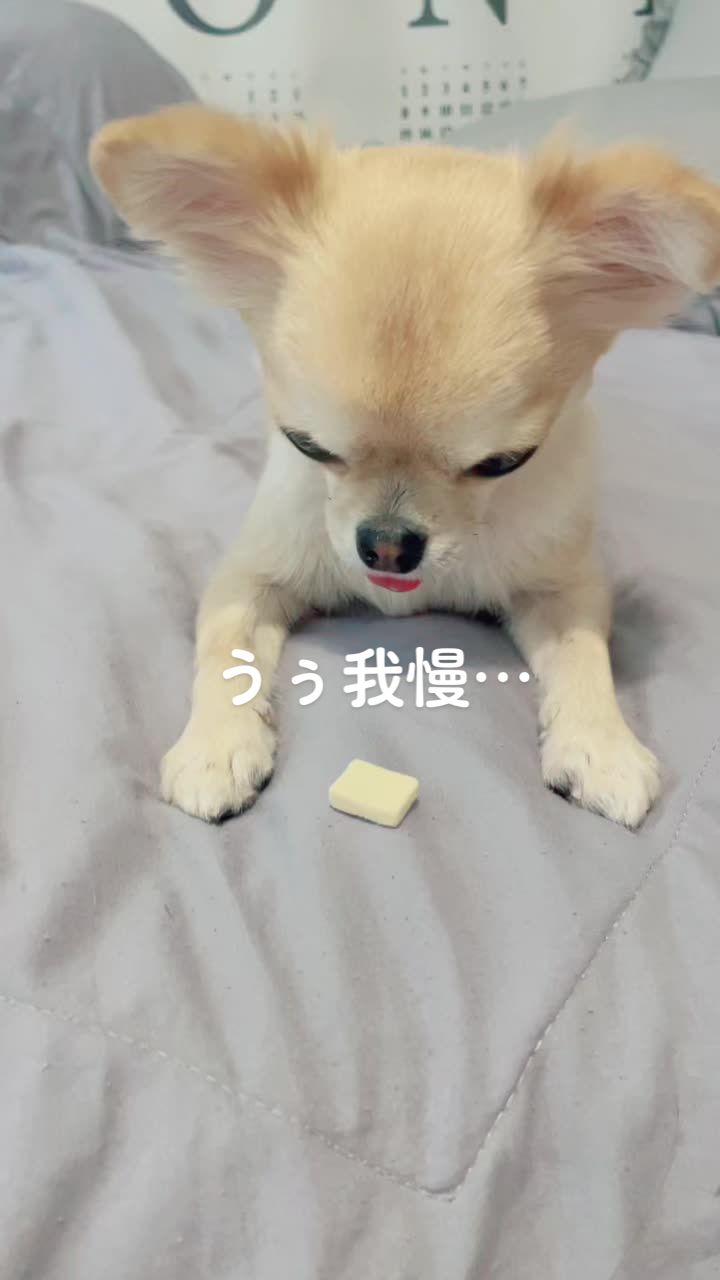 @きなこおぜん