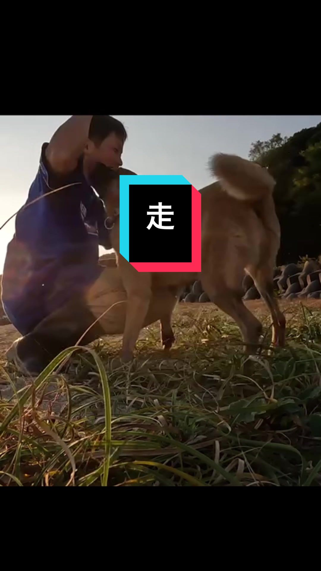 @島犬リリーのtikdog