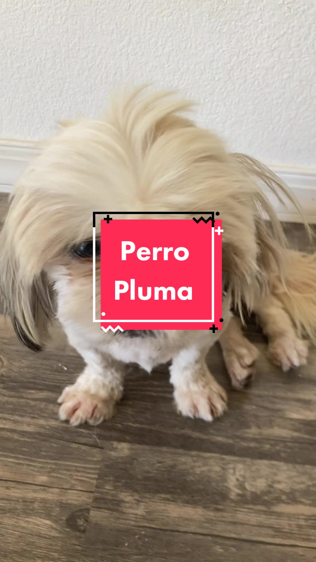 @2many.mutts