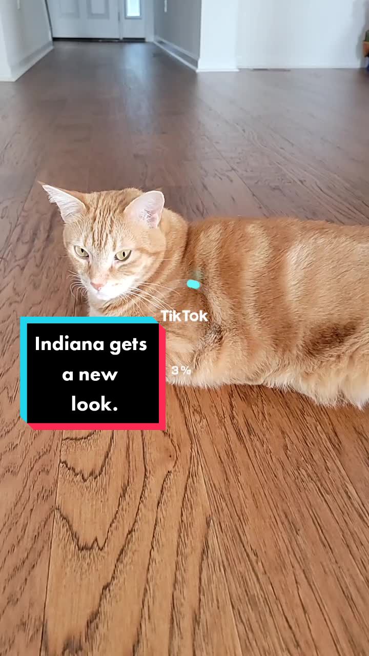 @Flannel Pants and Kitties