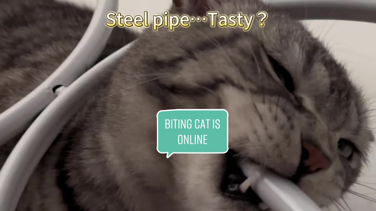 @Ice-creamy cat