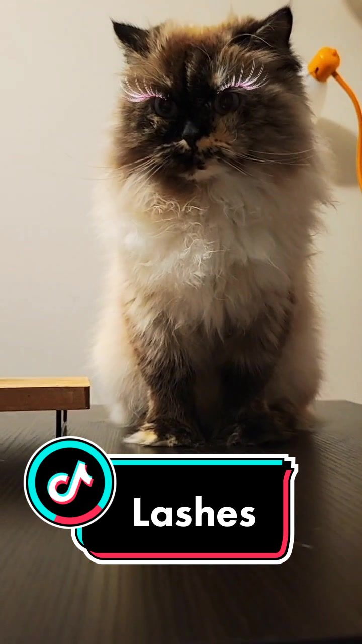@CatWith