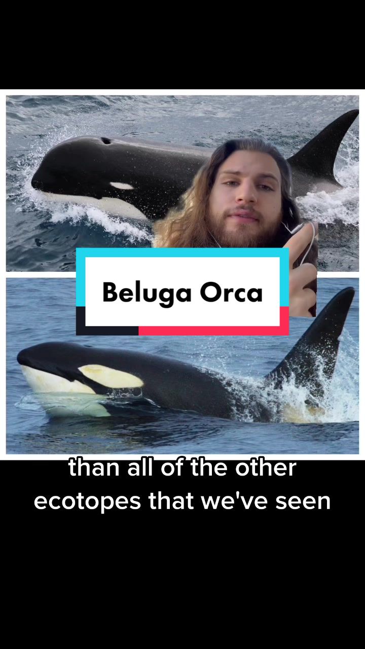 @The Orca Man
