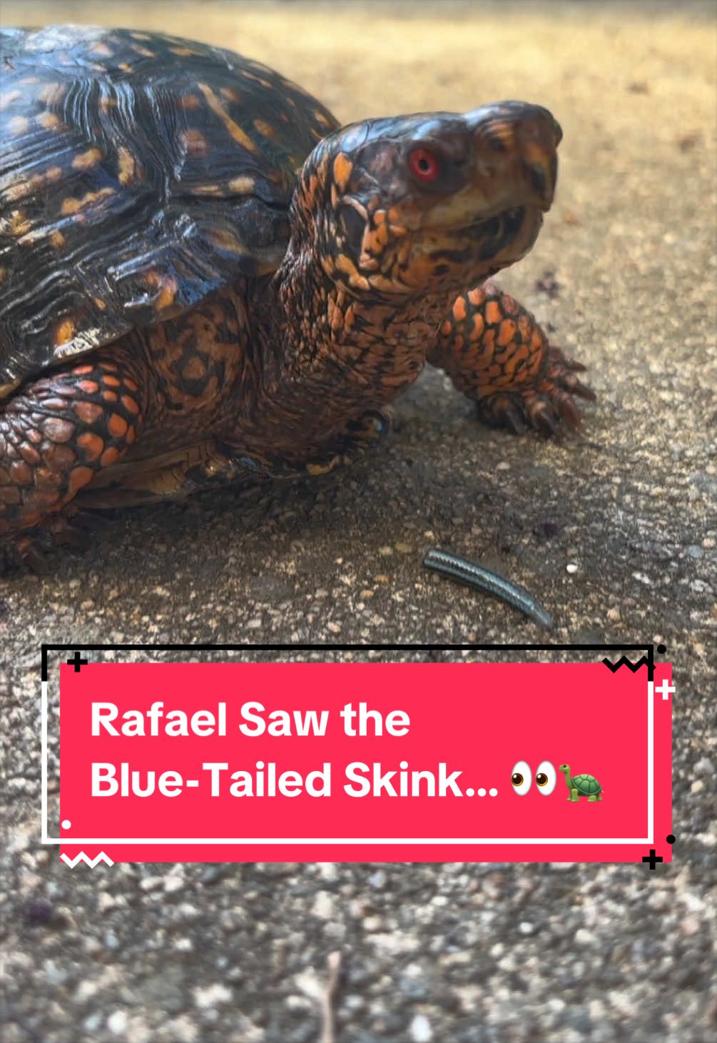 @Eastern Box Turtle