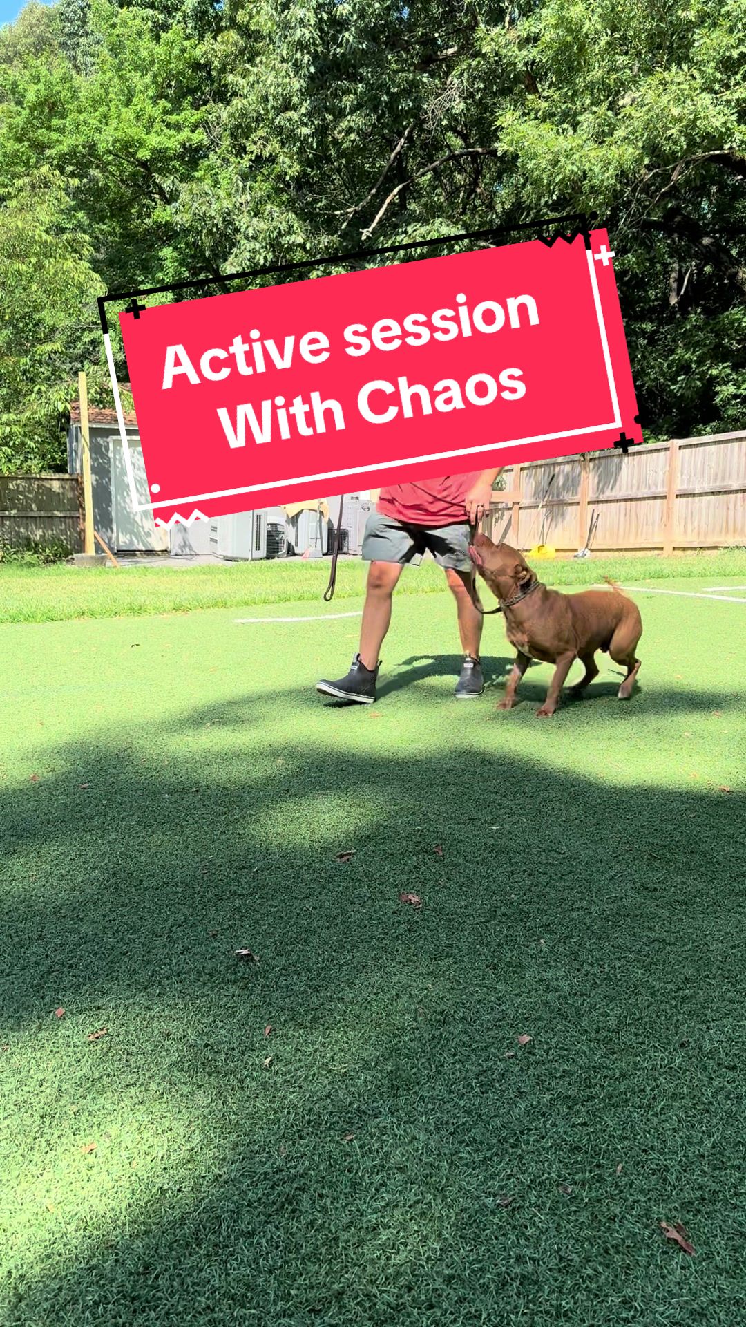 @DivineCanineDogTraining