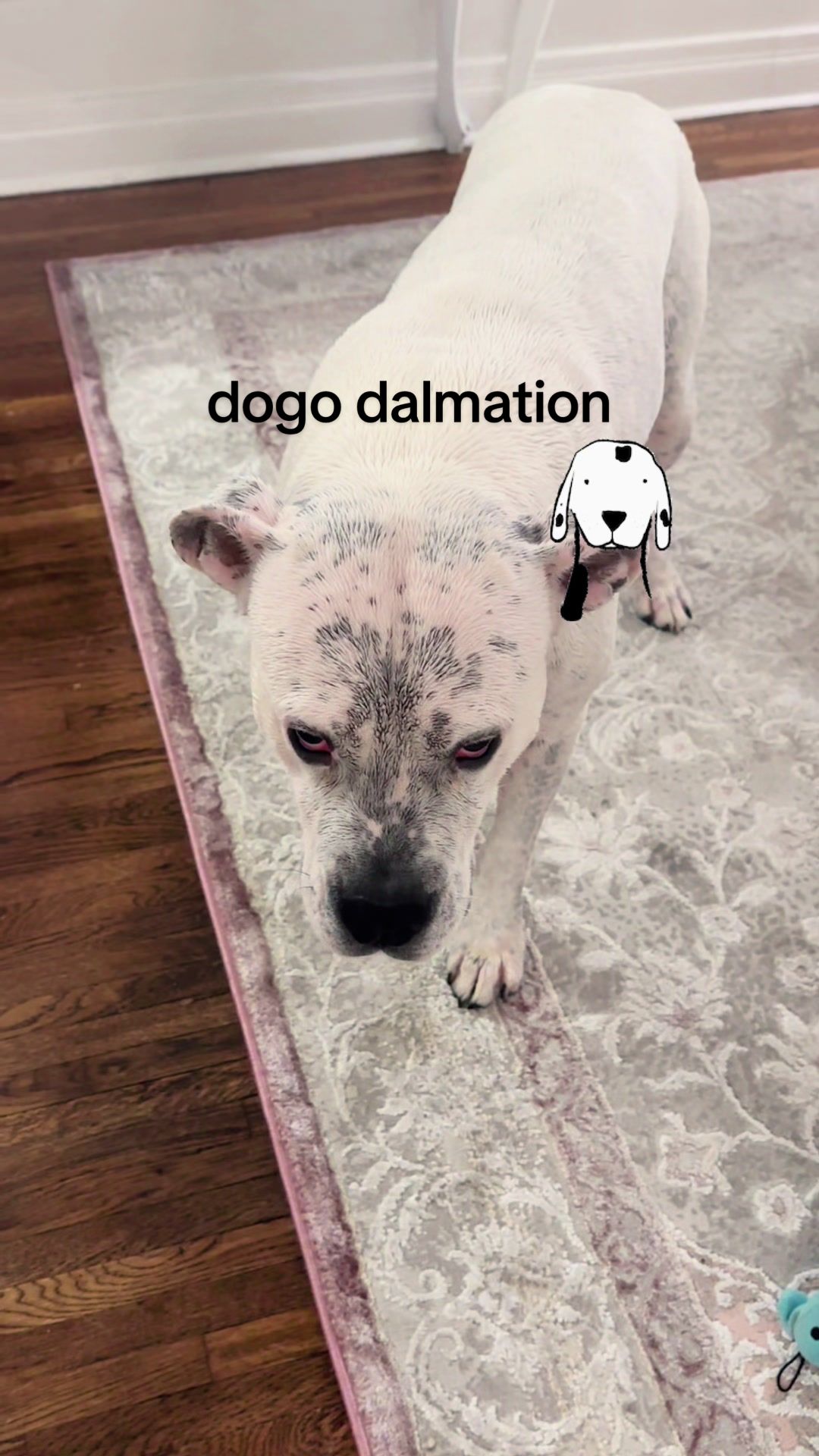 @bo