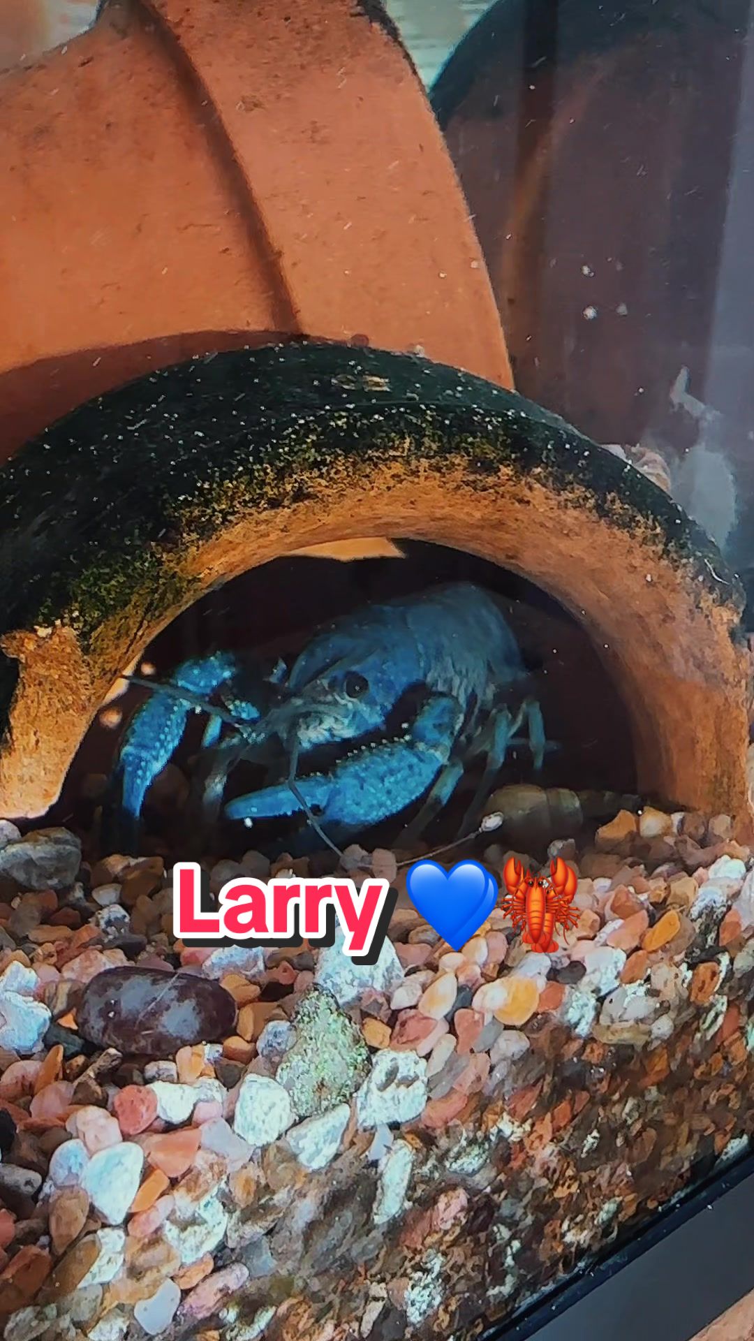 @Larrythebluecrawfish