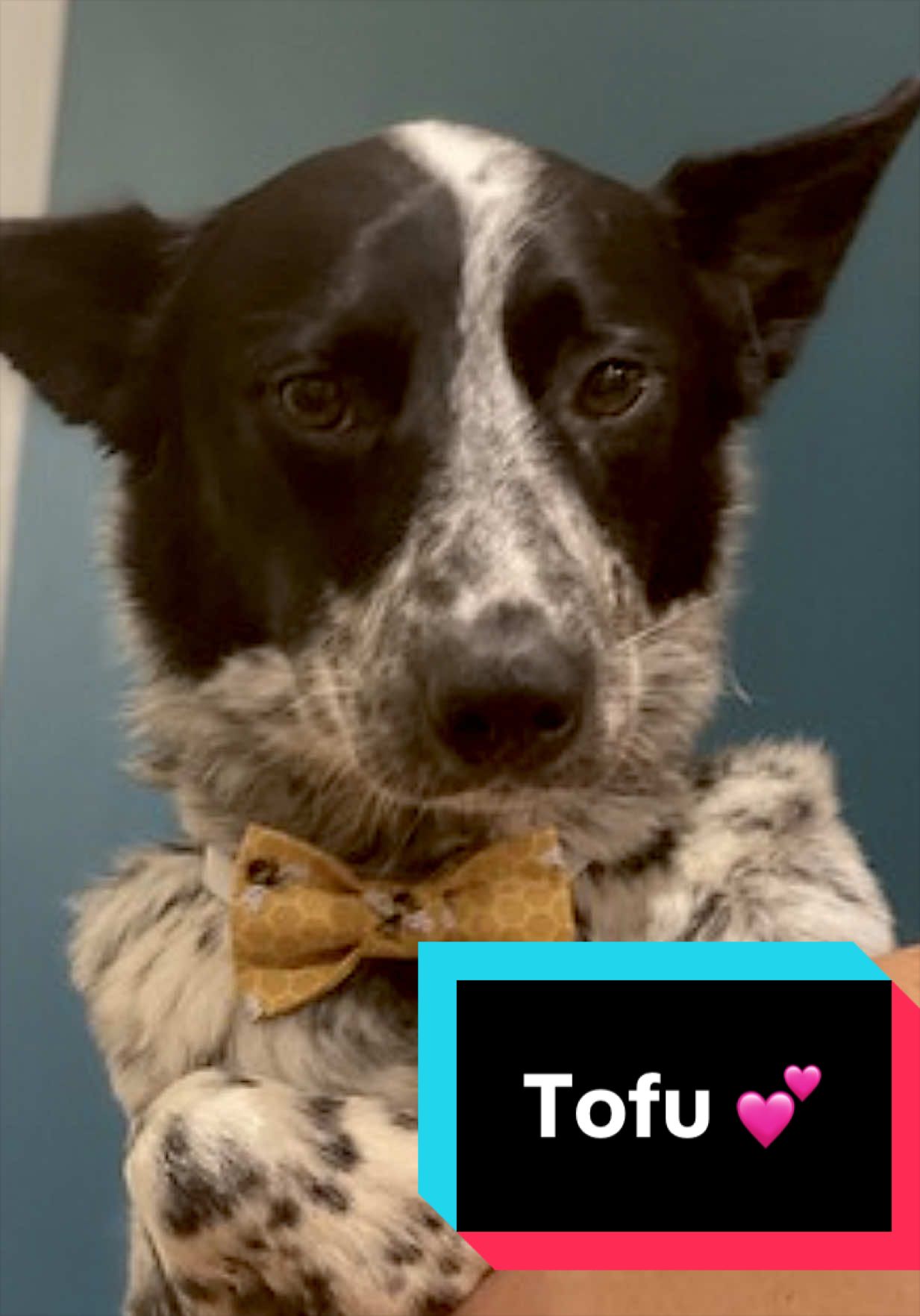 @Joyful Pets