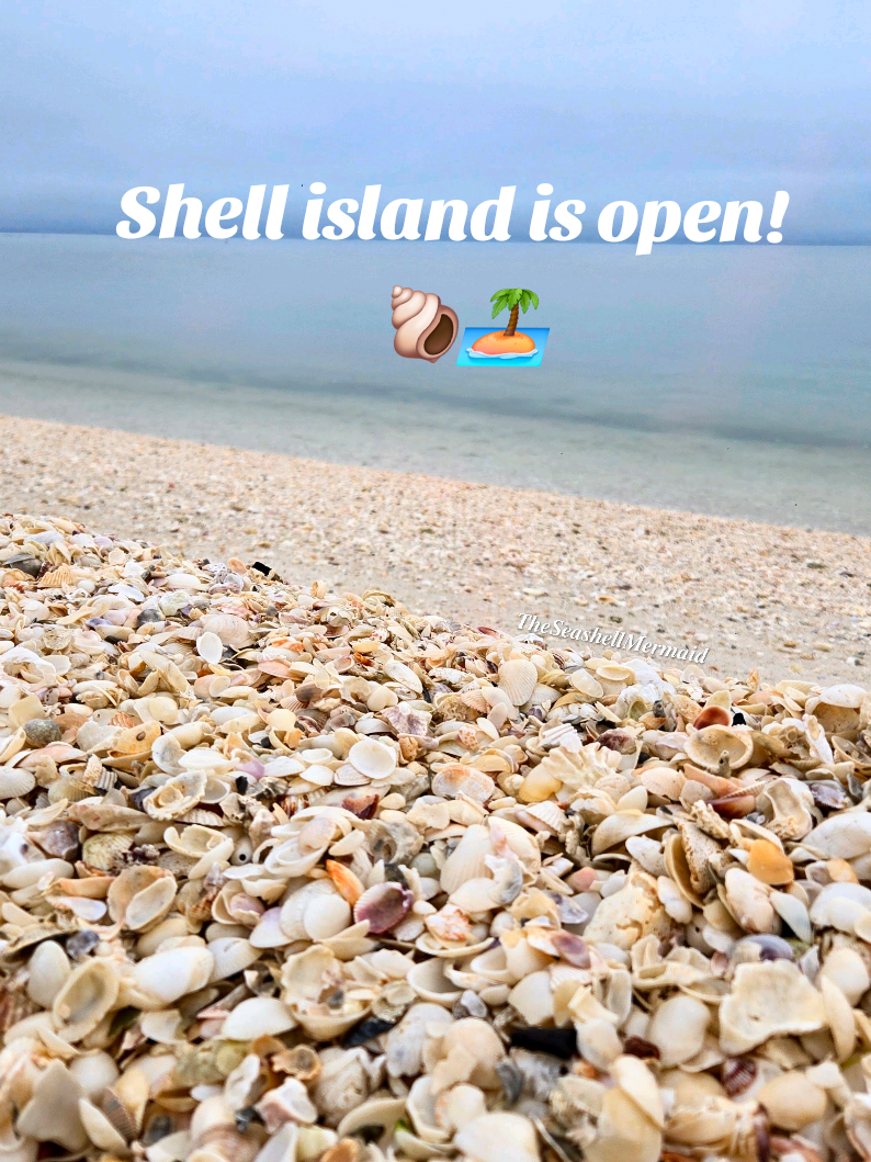@The Seashell Mermaid ๐