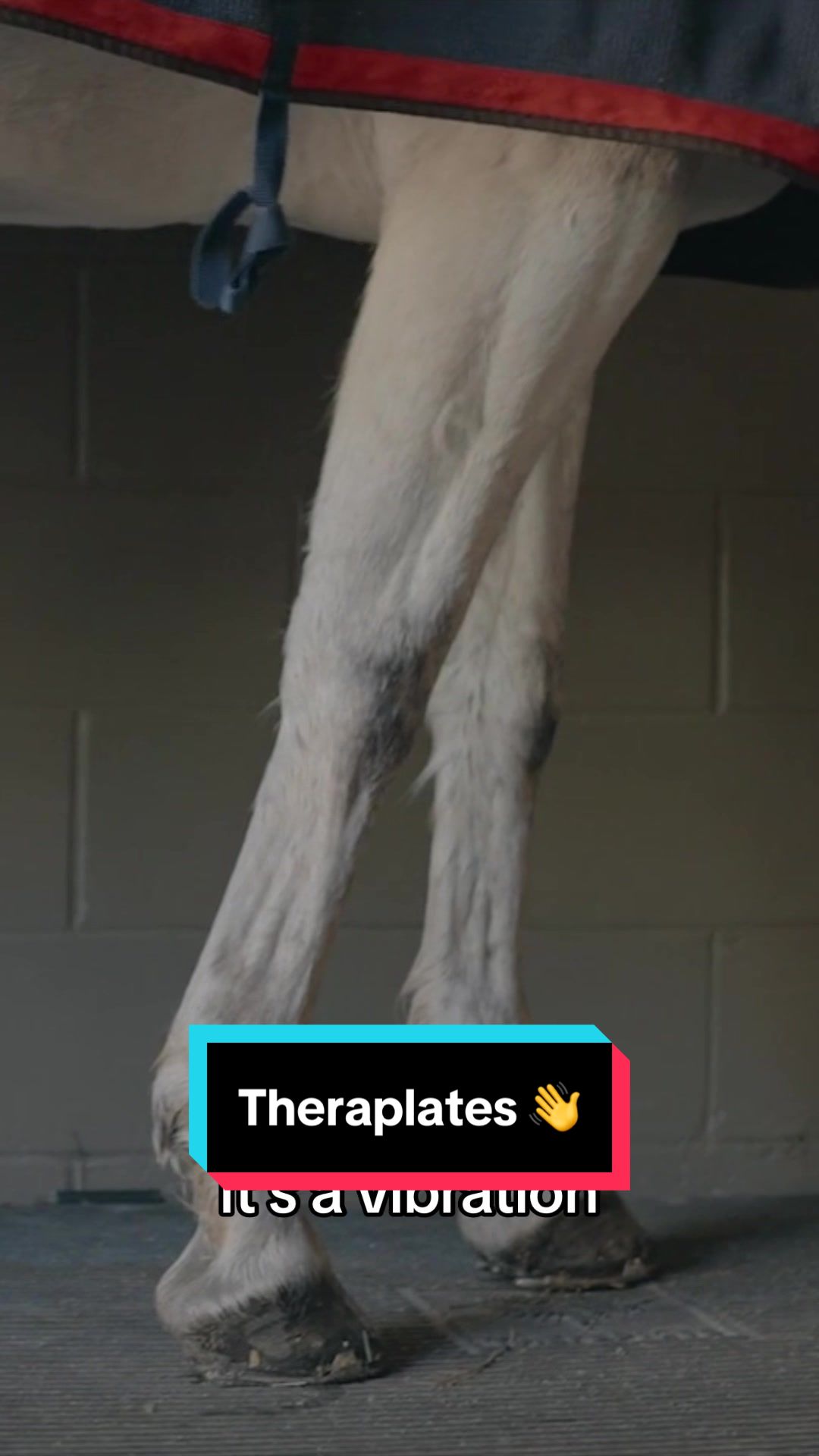 @Fit Equine