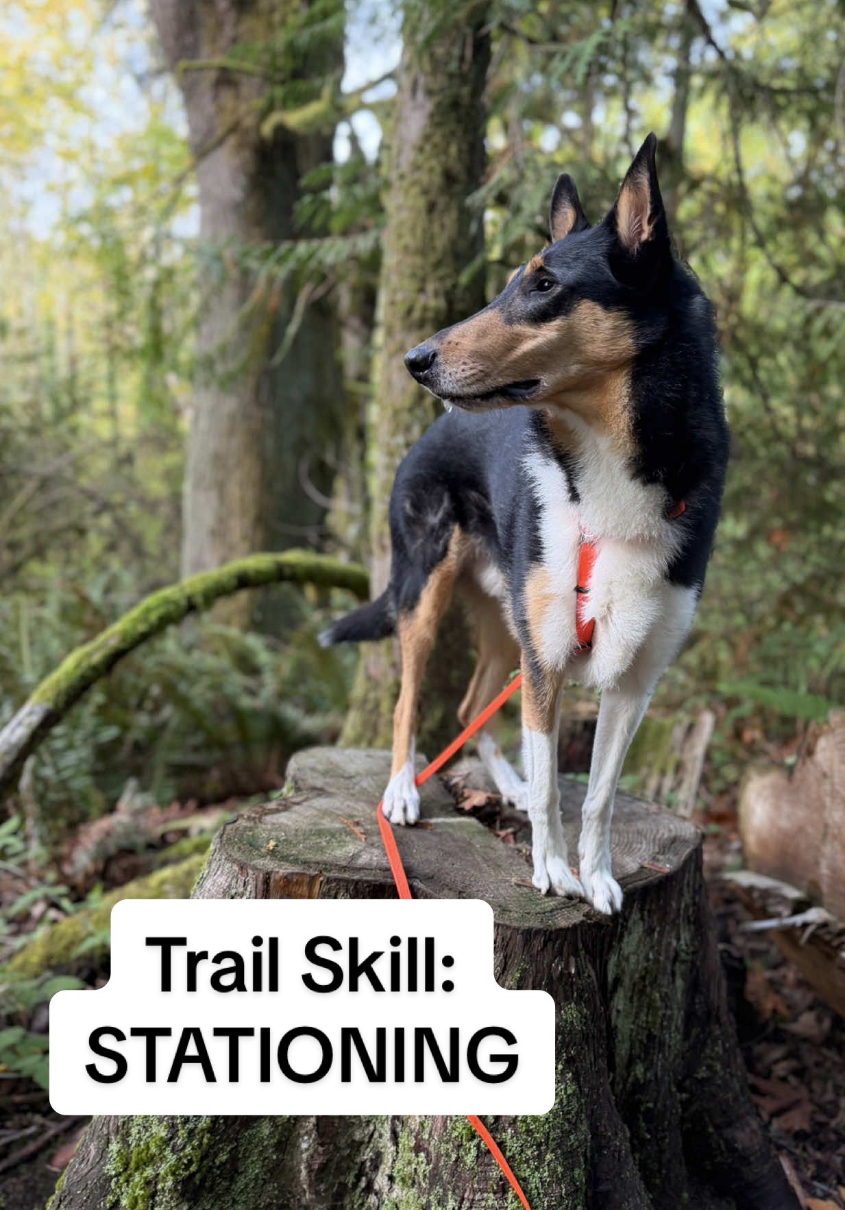@lauren | dog behavior pro