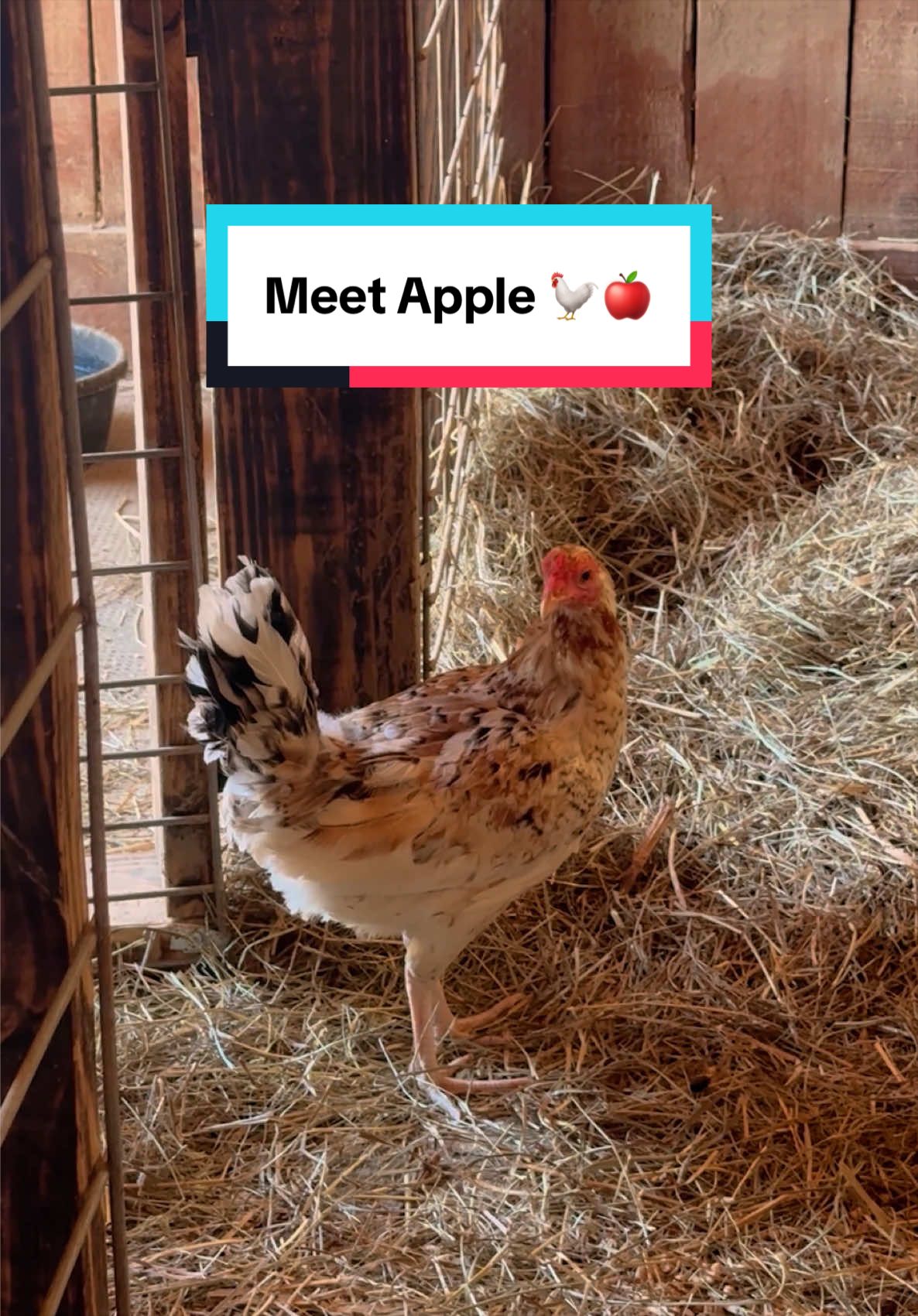 @The Gentle Barn | Sanctuary