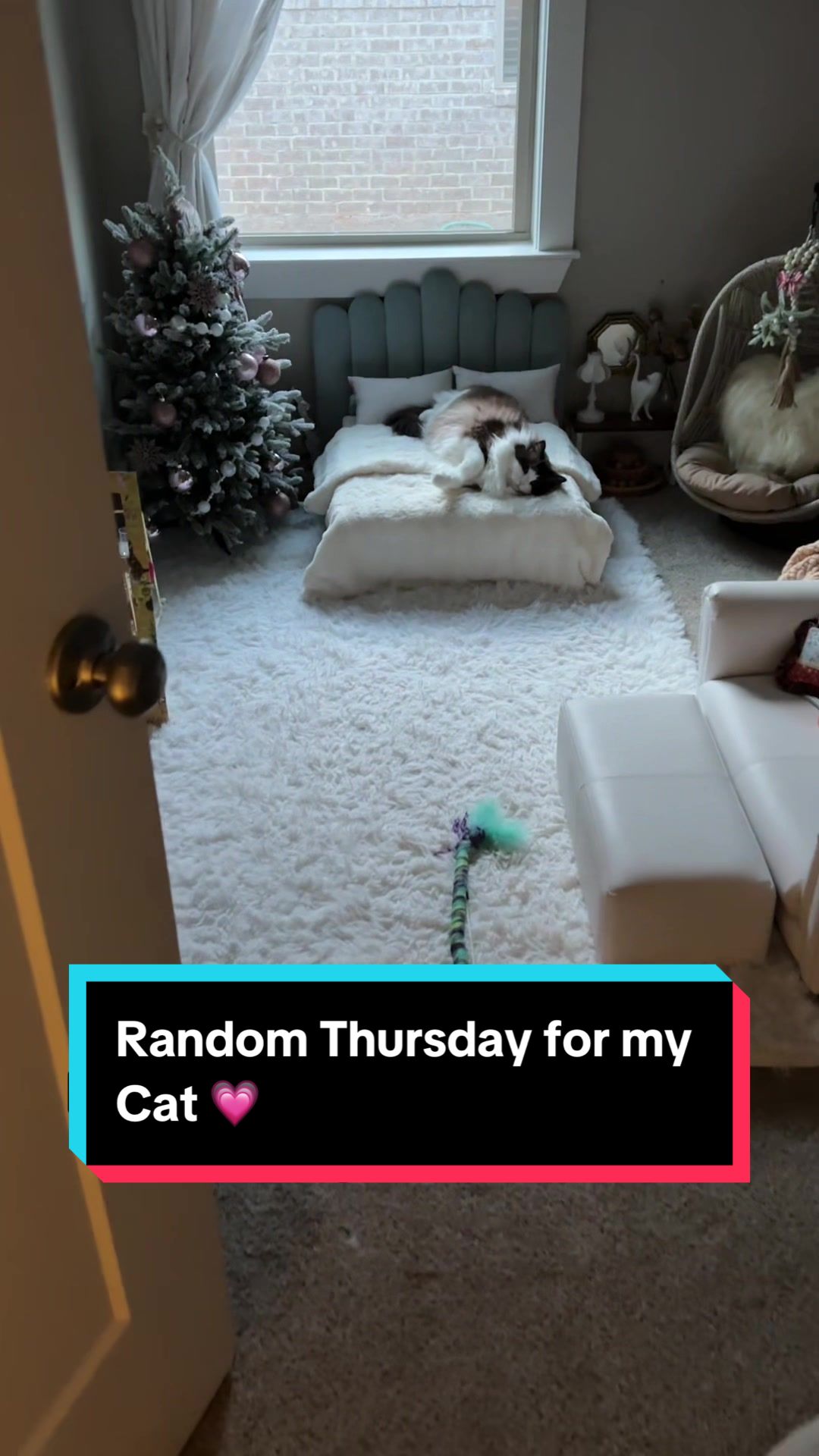 @Meredith Ragdoll Cat