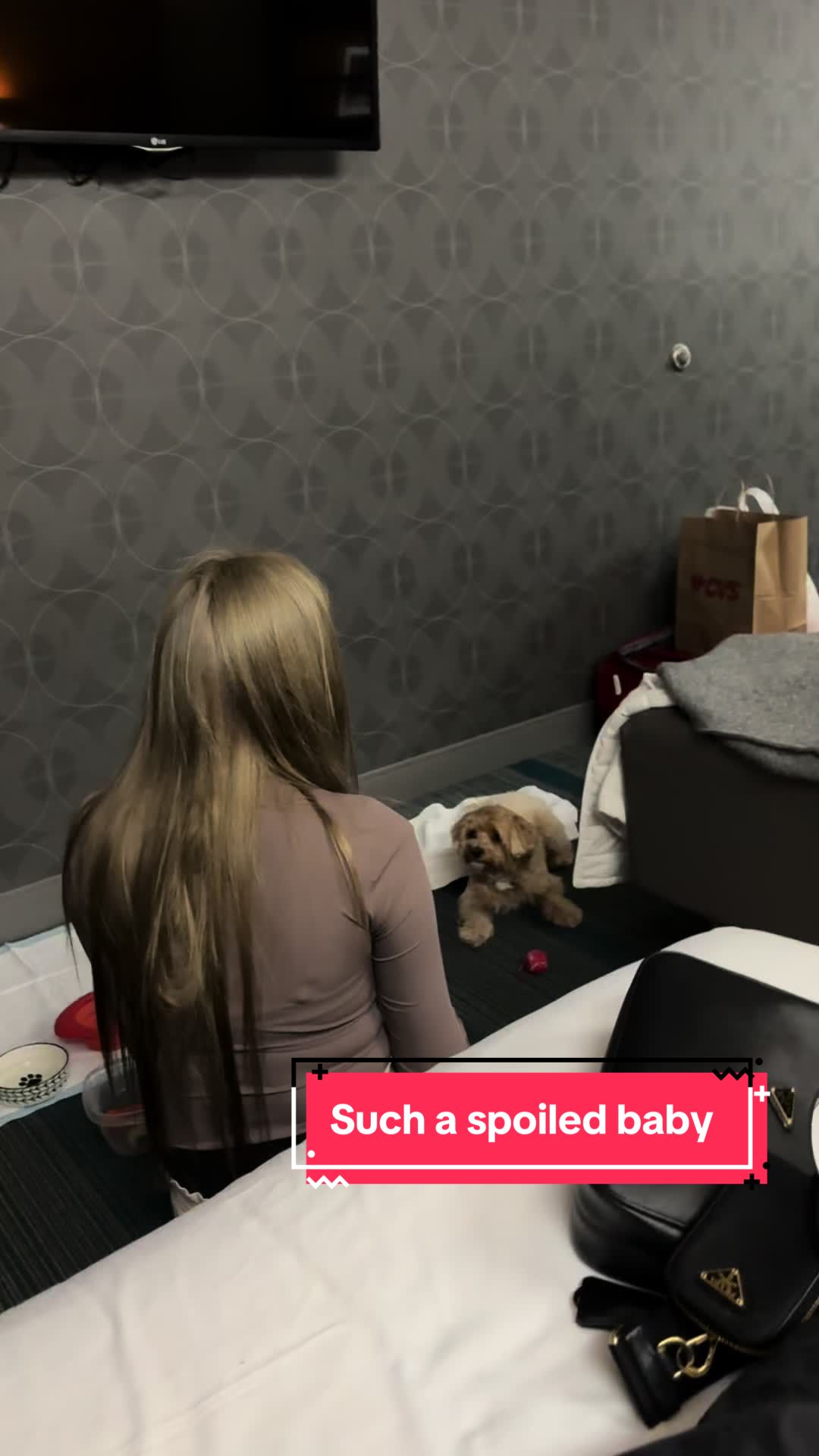 @Louis the Maltipoo