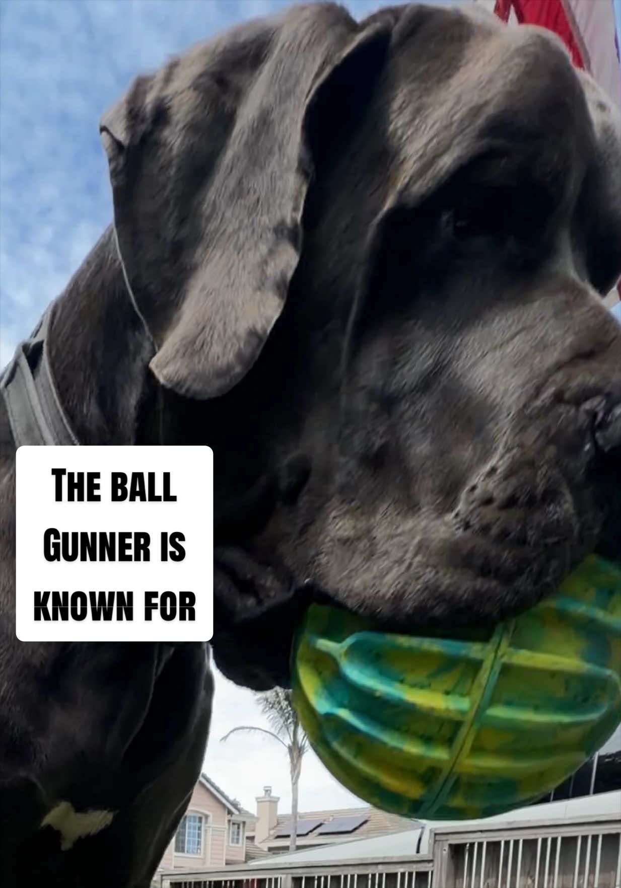@GUNNER | Great Dane