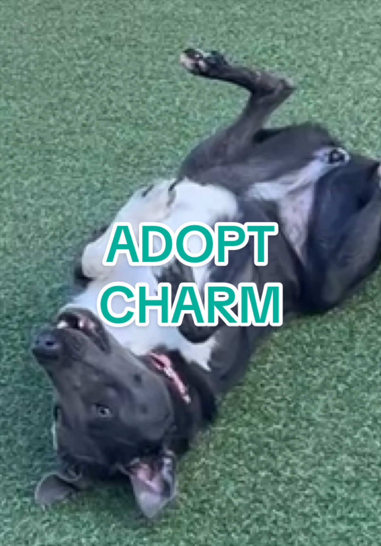 @Adopt a Pet