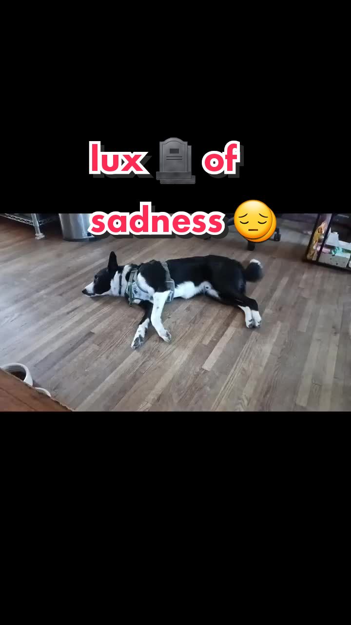 @Lux the Dog at KPPPRadio