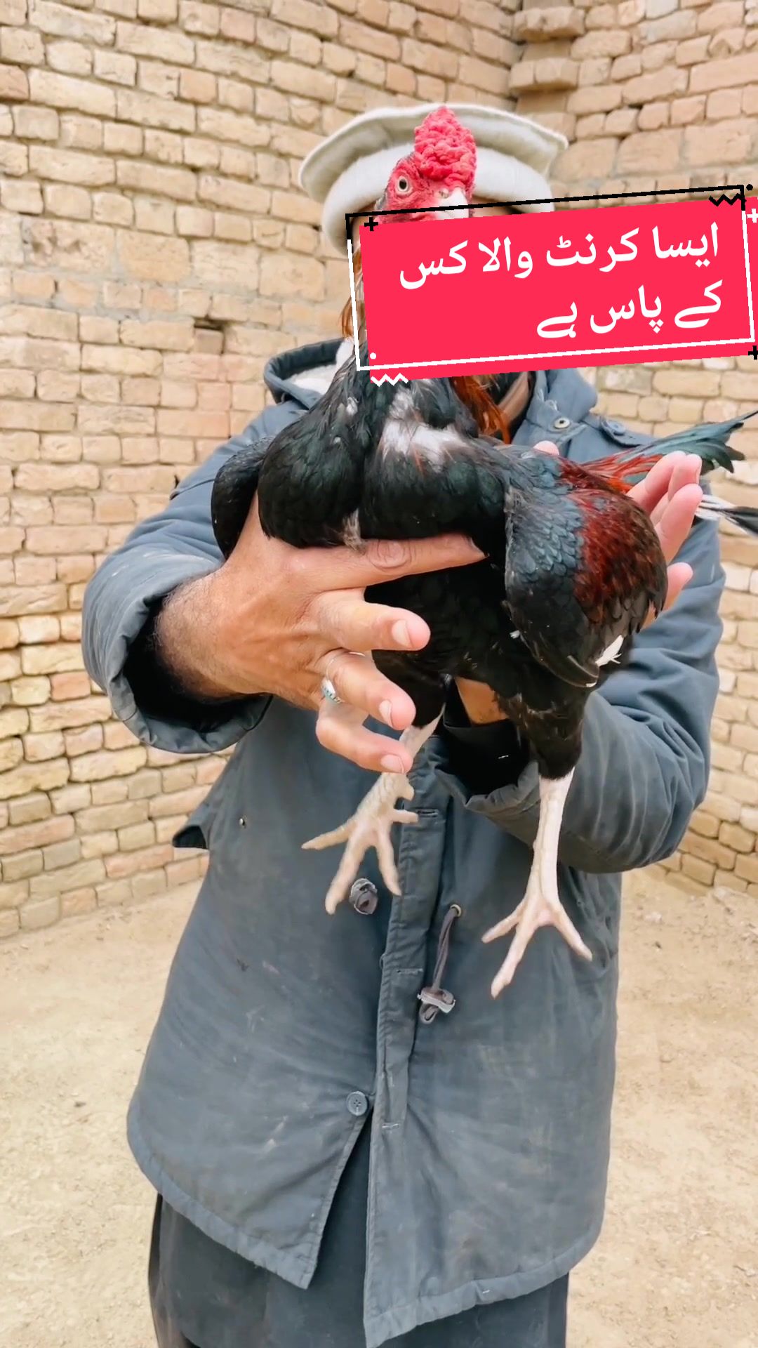@faizan aseel farm 786