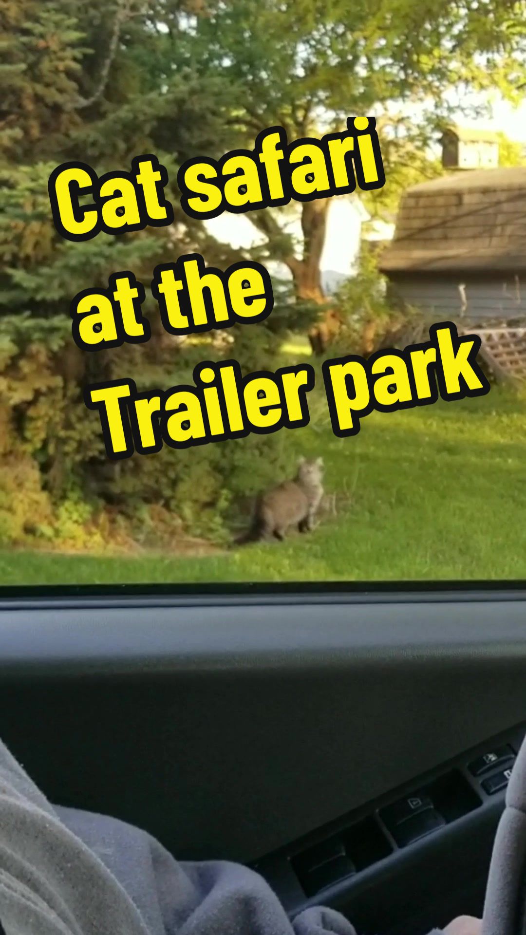 @tiny_tnr_tigers