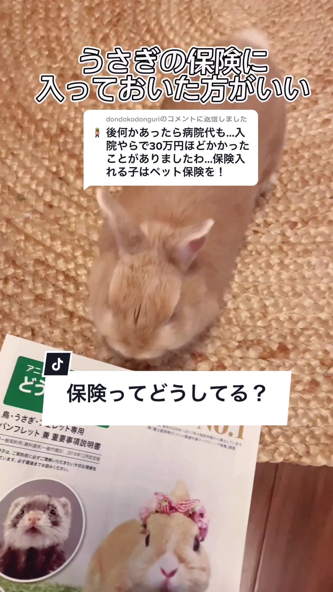 @うさぎと暮らす田中