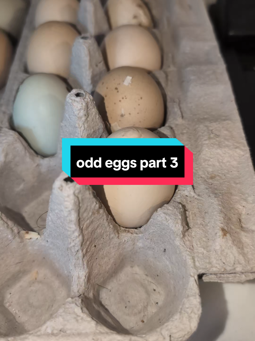 @Chickens & Bullies