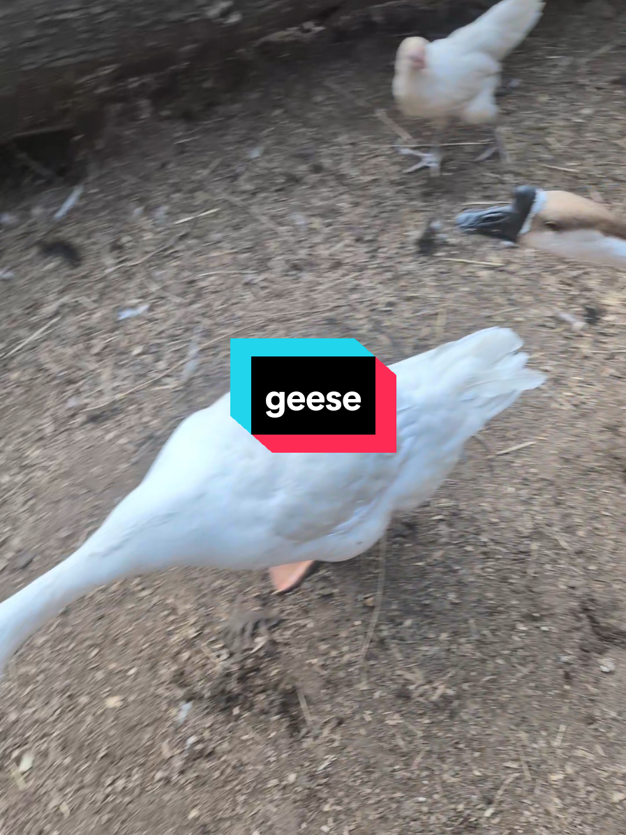 @Chickens & Bullies