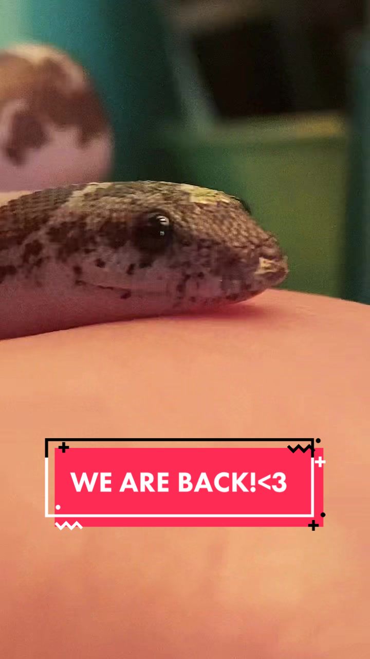 @Tortellini
