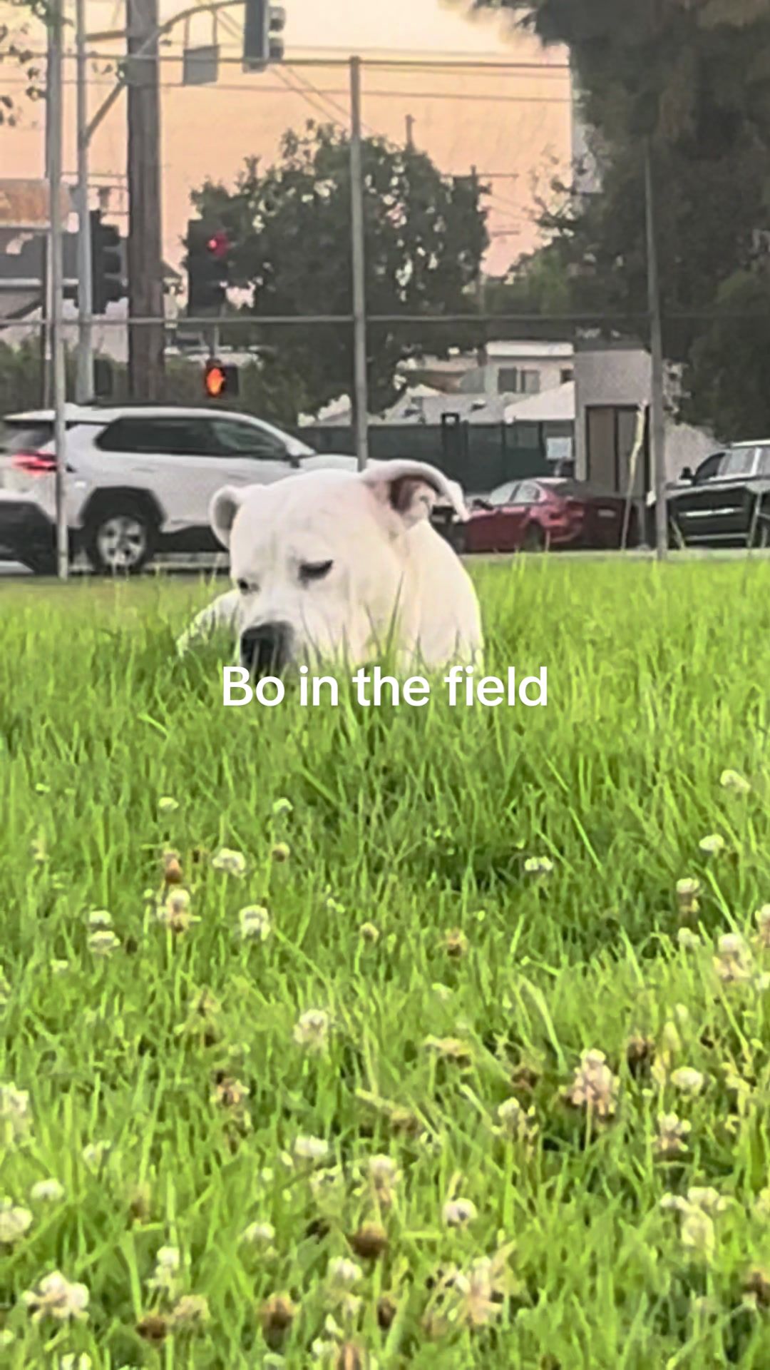 @bo