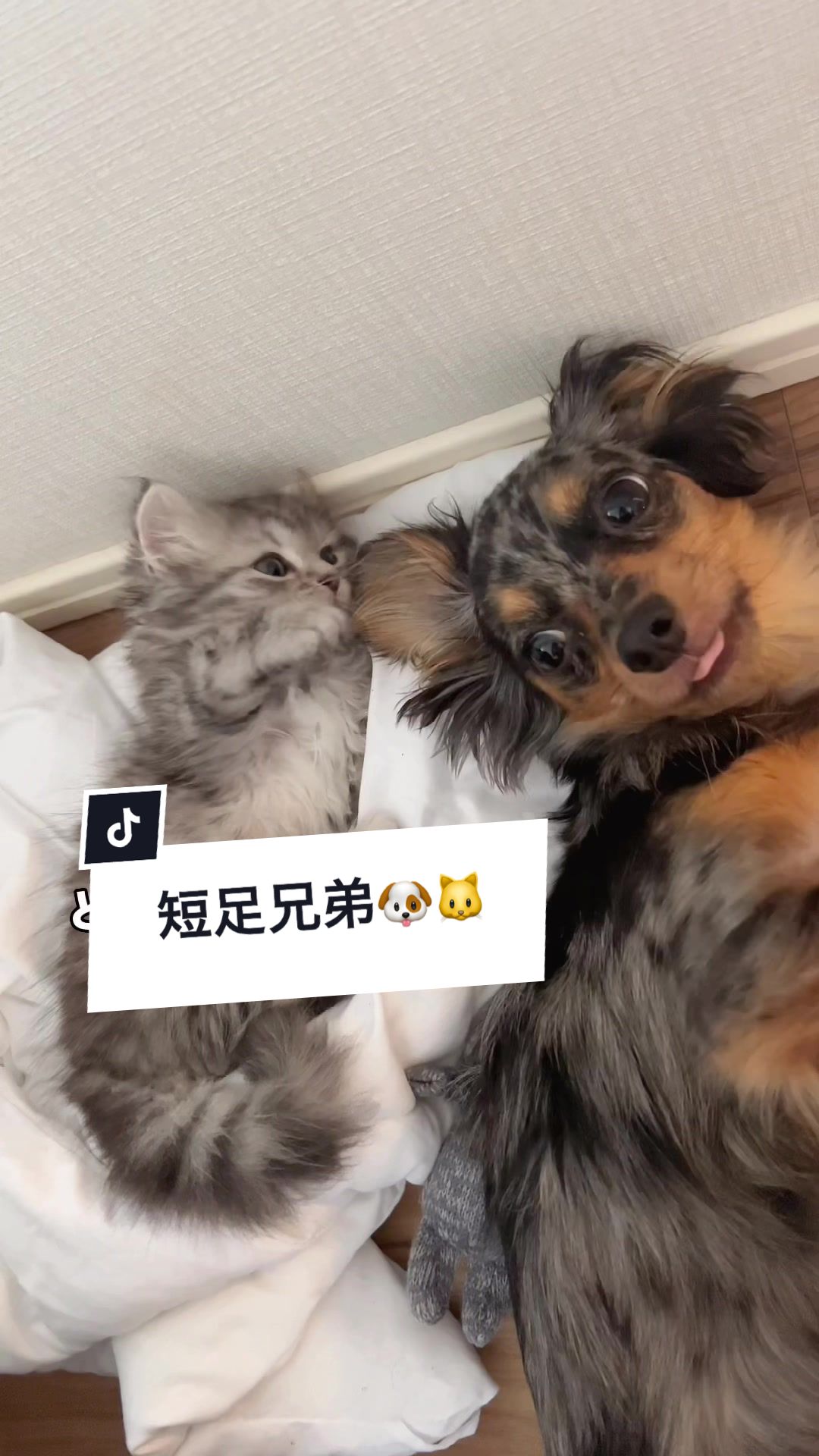 @チワックスの諭吉くん🐾