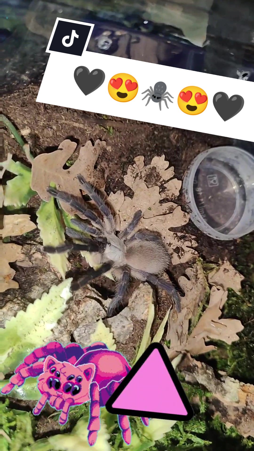@💀🕷️👻Zaraiya👻🕷️💀