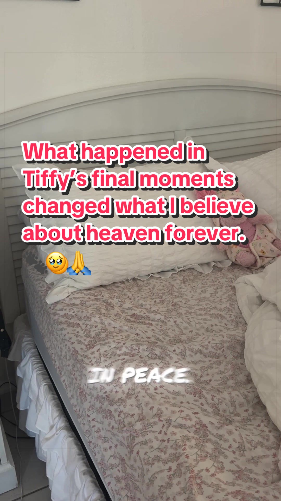 @Tinytiffytheteacupchihuahua