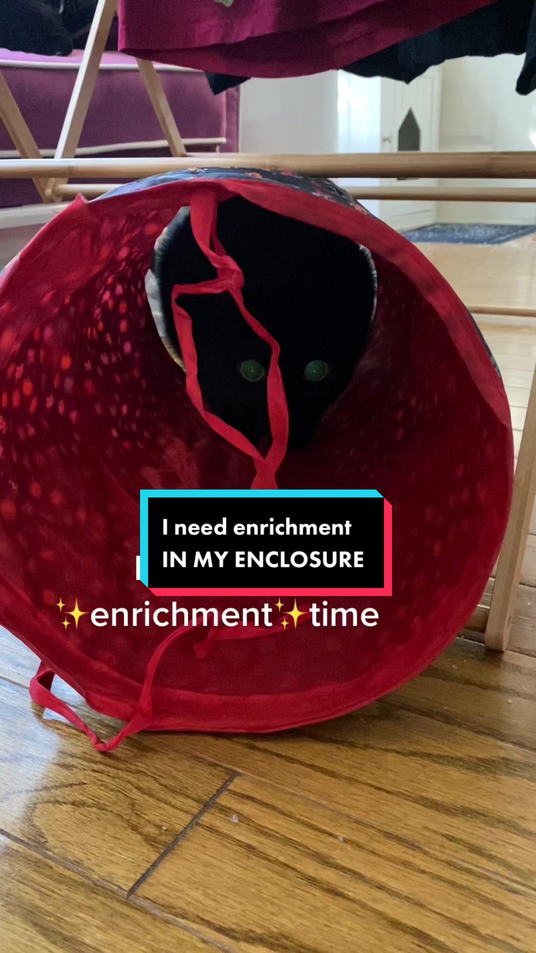 @Mr. Tiny Bagheera