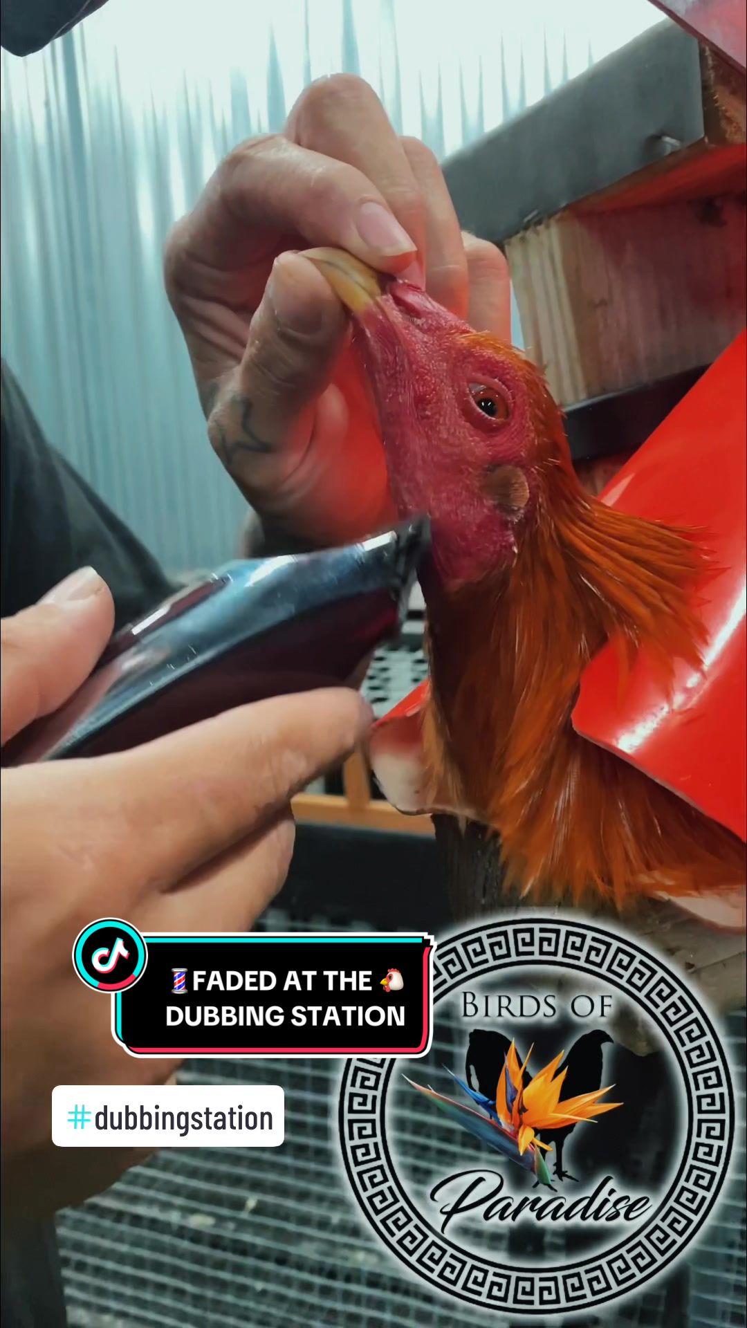 @Birds of Paradise Gamefarm