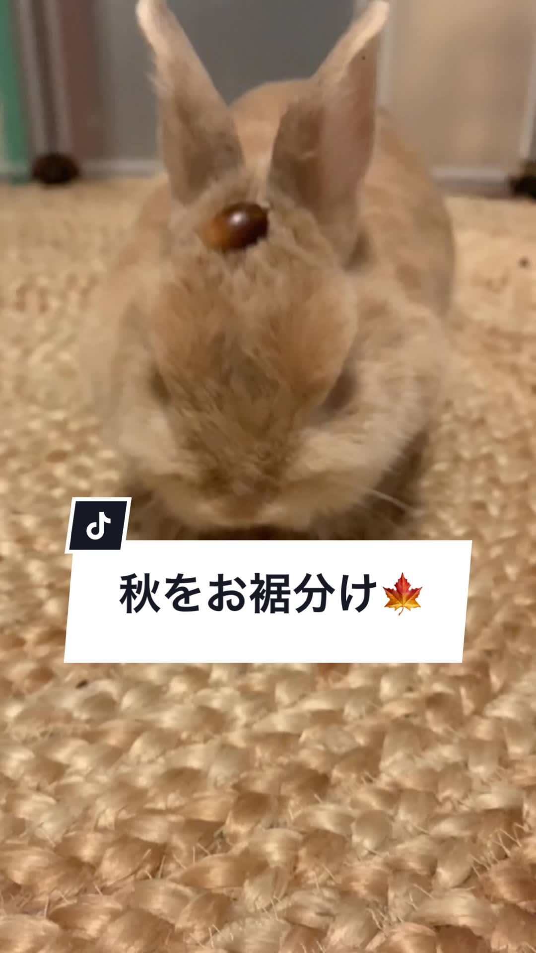 @うさぎと暮らす田中