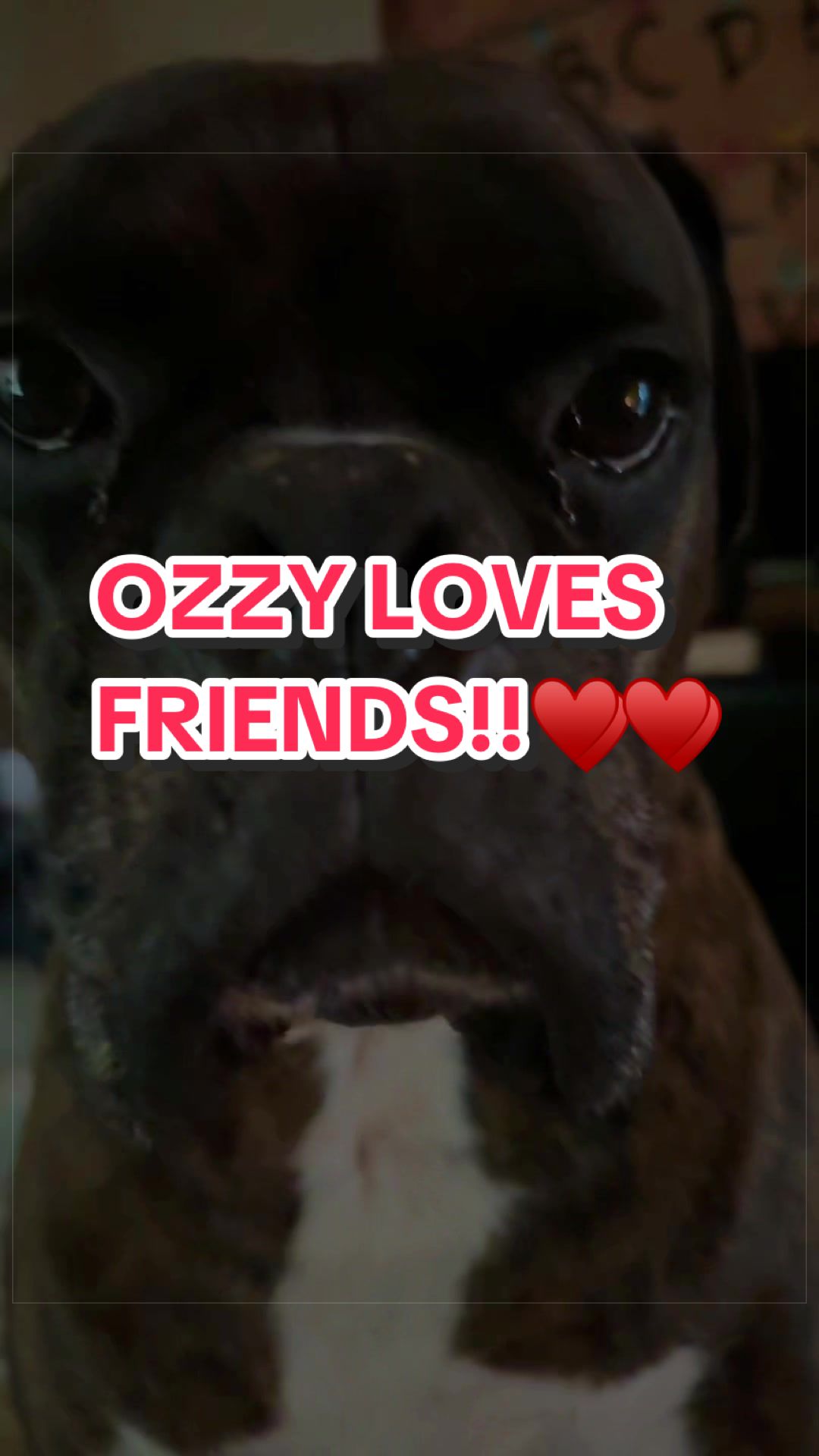 @The Boxer Ozzy