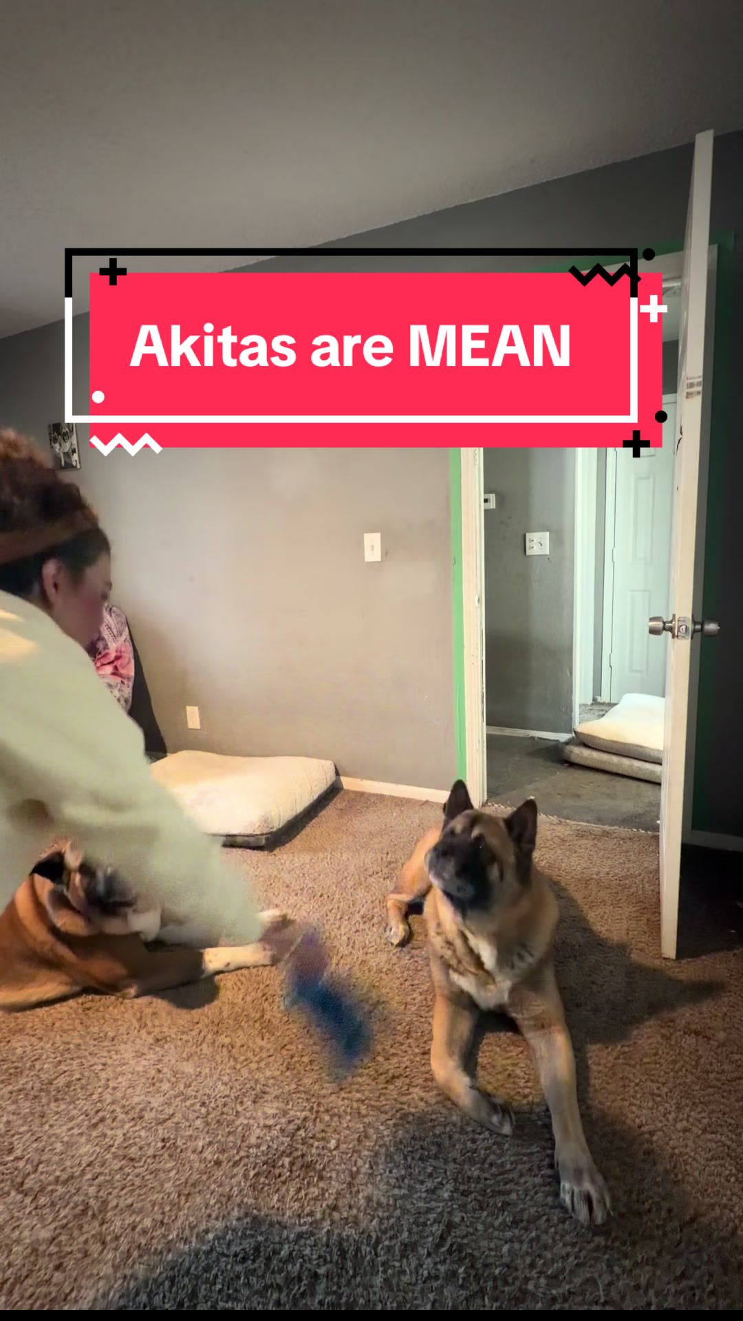 @Akita Brothers