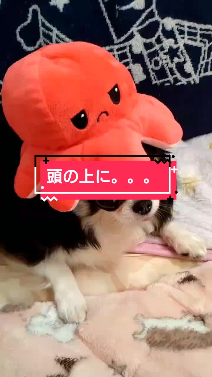 @ニンニン🐶🩵🍀