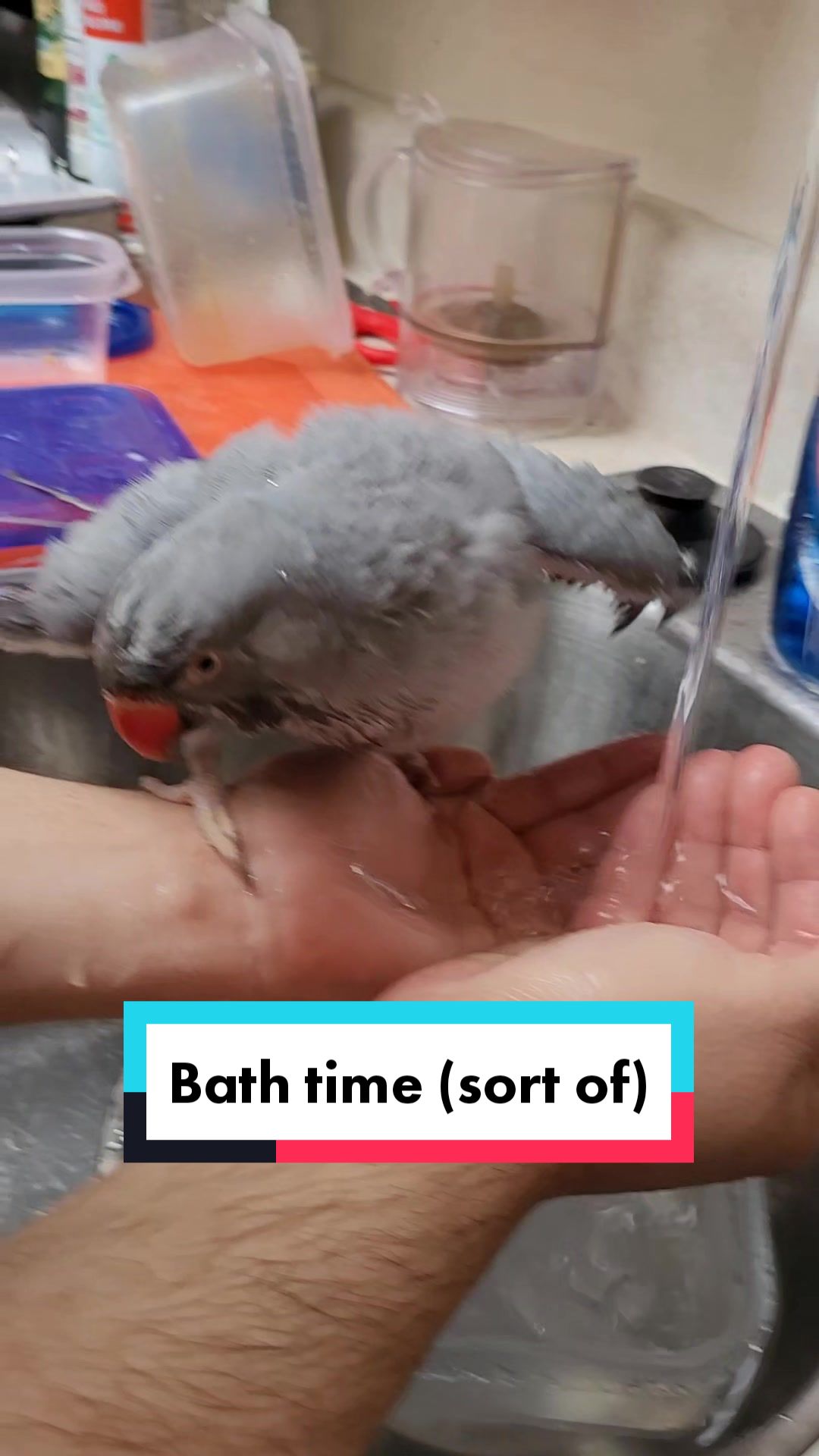@My Budgie, My Budgie, And Me