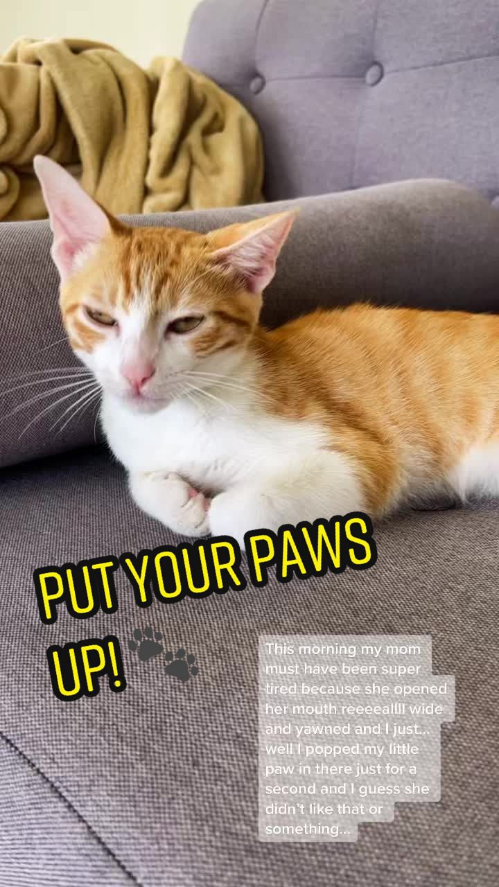 @The Fur Babies 🐈 🐈&zwj;⬛ 🐕