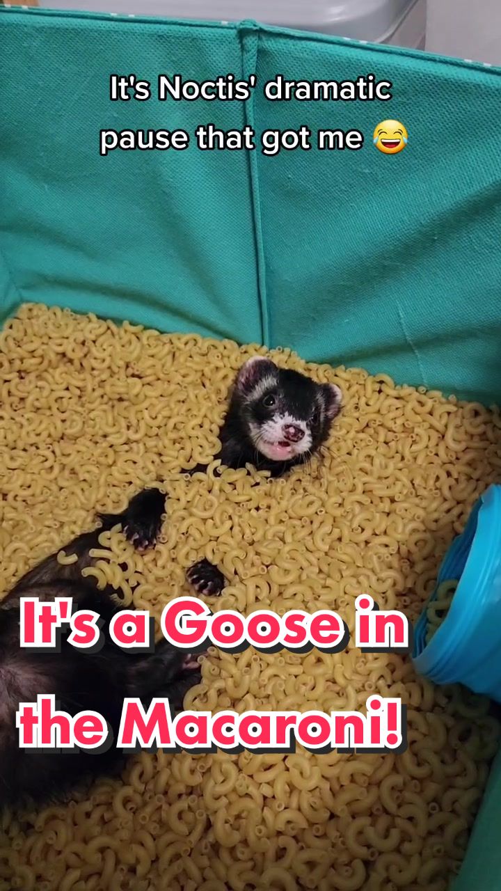 @FuffyFerrets