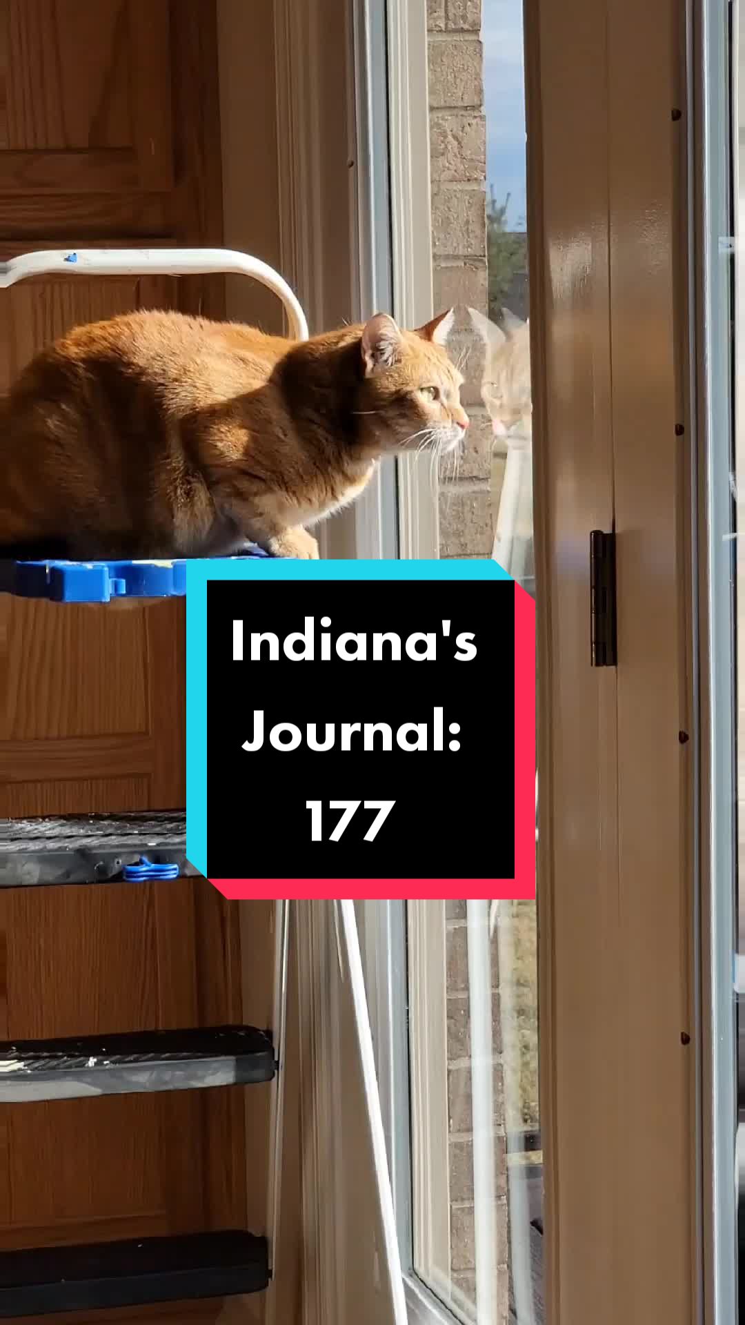 @Flannel Pants and Kitties