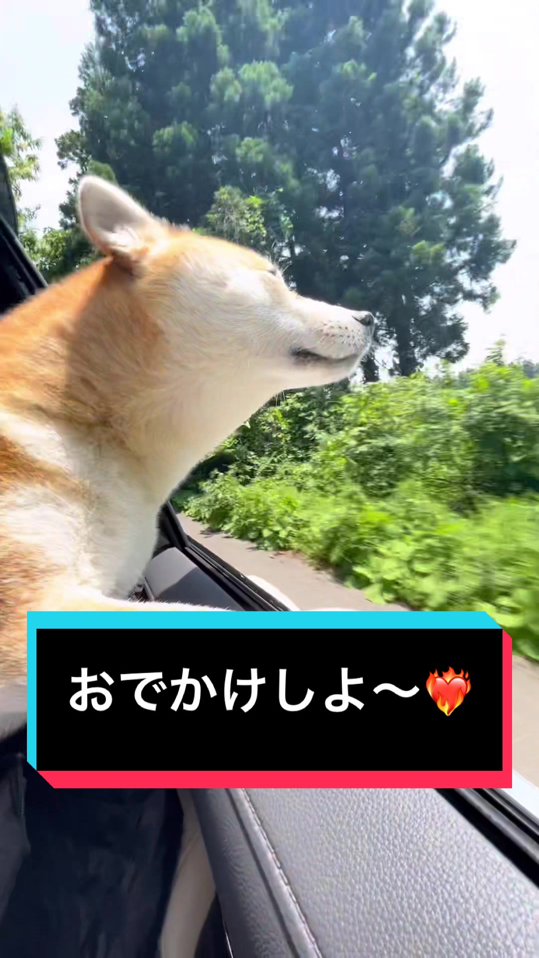 @🧿Mamidogs🧿