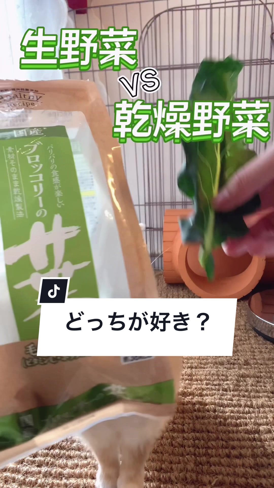 @うさぎと暮らす田中